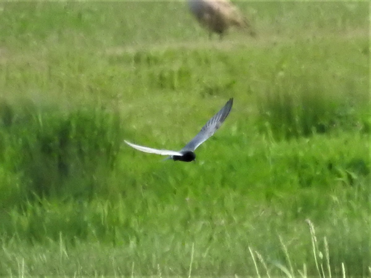 Хилэн хараалай - ML340389771