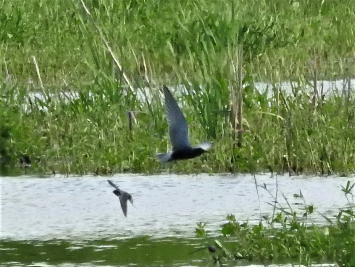 Хилэн хараалай - ML340389781