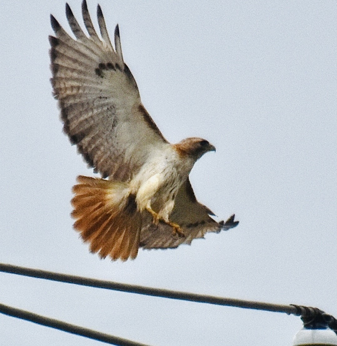 Red-tailed Hawk - ML340390871