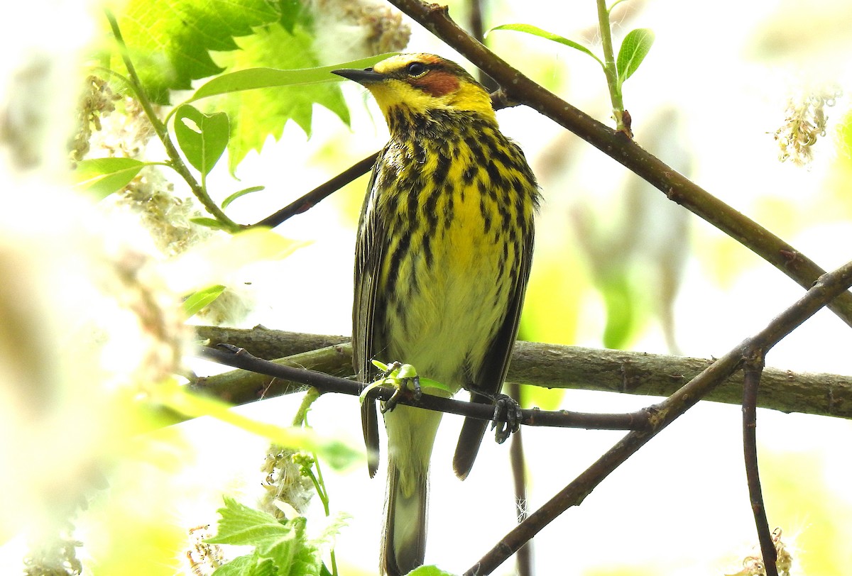 Cape May Warbler - Bernard Tremblay