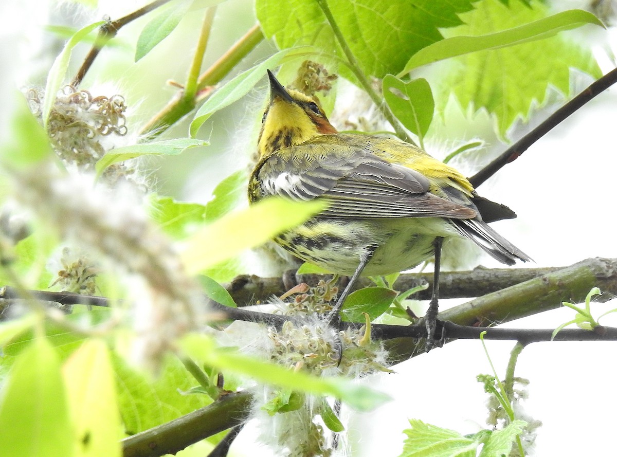 Cape May Warbler - Bernard Tremblay