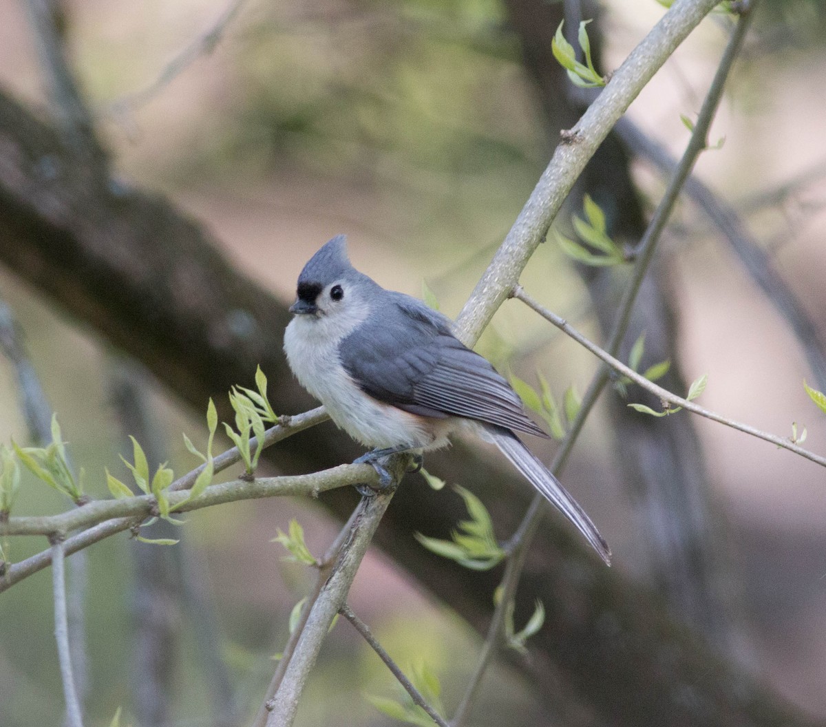 Tufted Titmouse - ML340392851