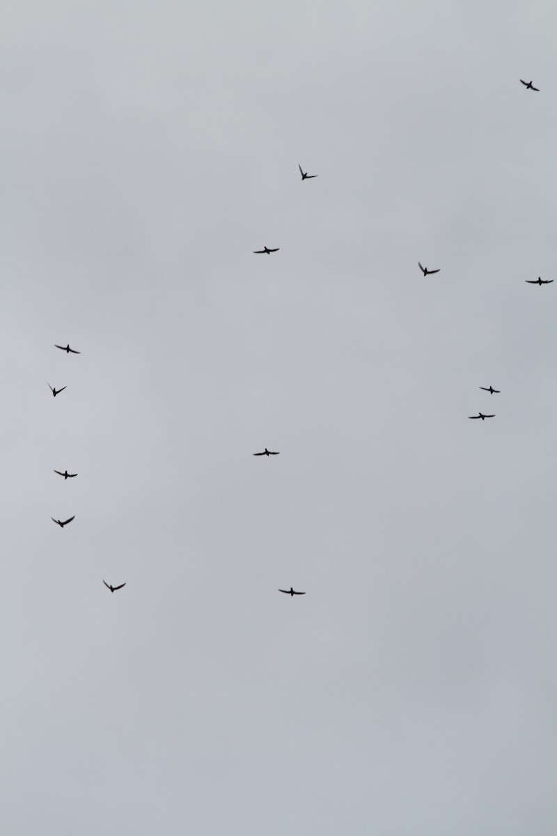 White-collared Swift - Georges Duriaux