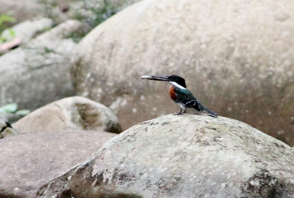 Green Kingfisher - ML34039411