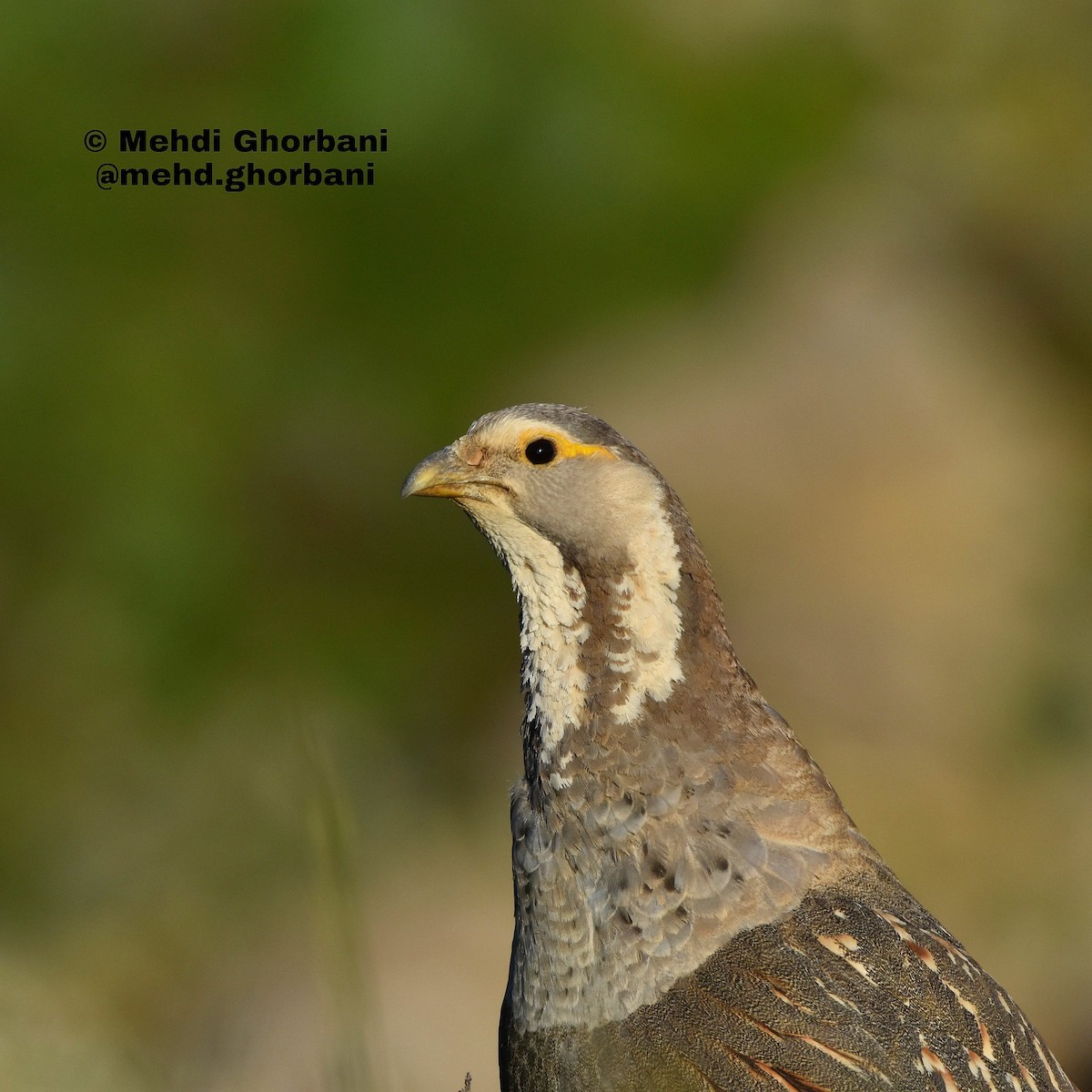 Caspian Snowcock - ML340394301