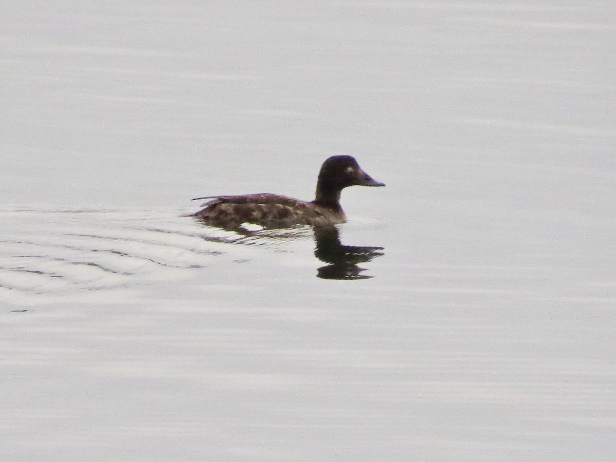 White-winged Scoter - ML340394431