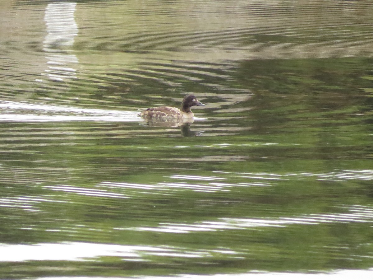 White-winged Scoter - ML340394461