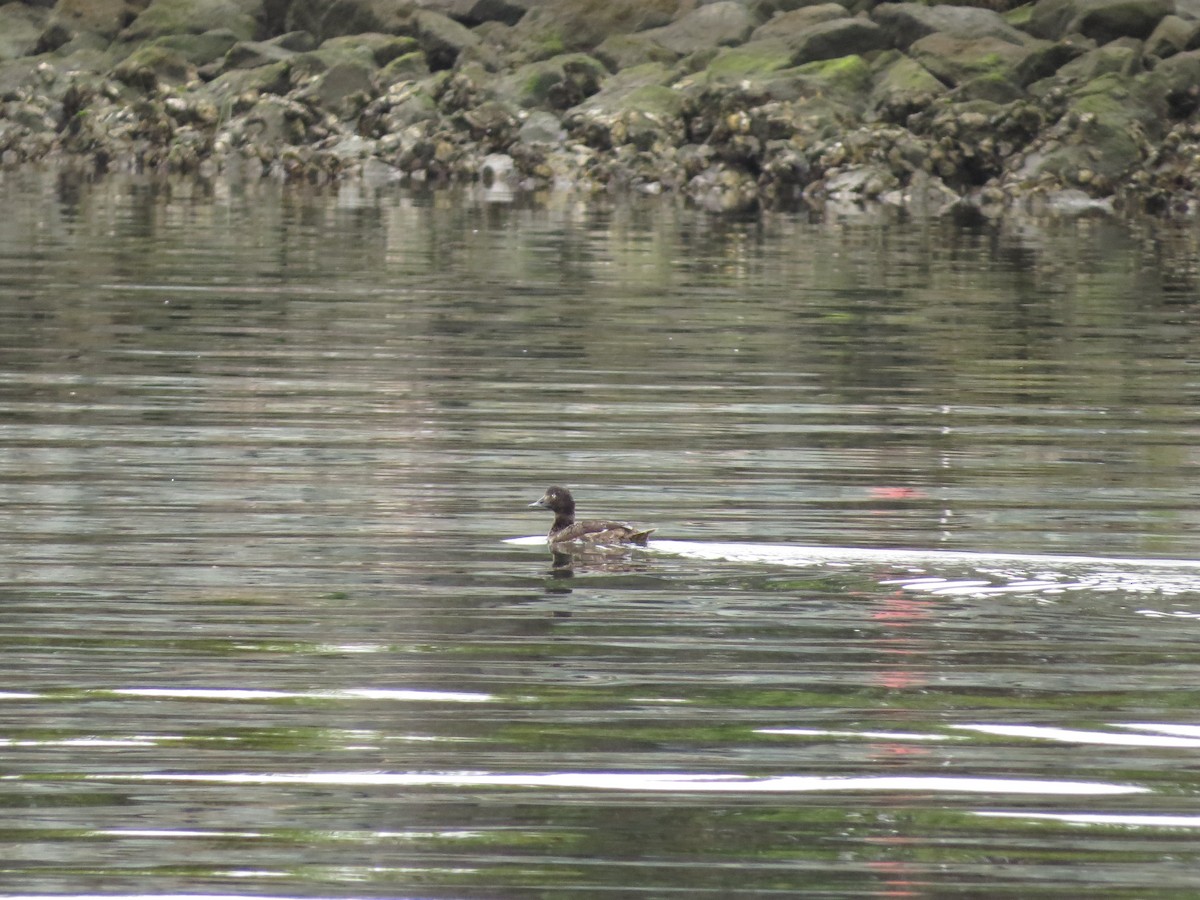 White-winged Scoter - ML340394481