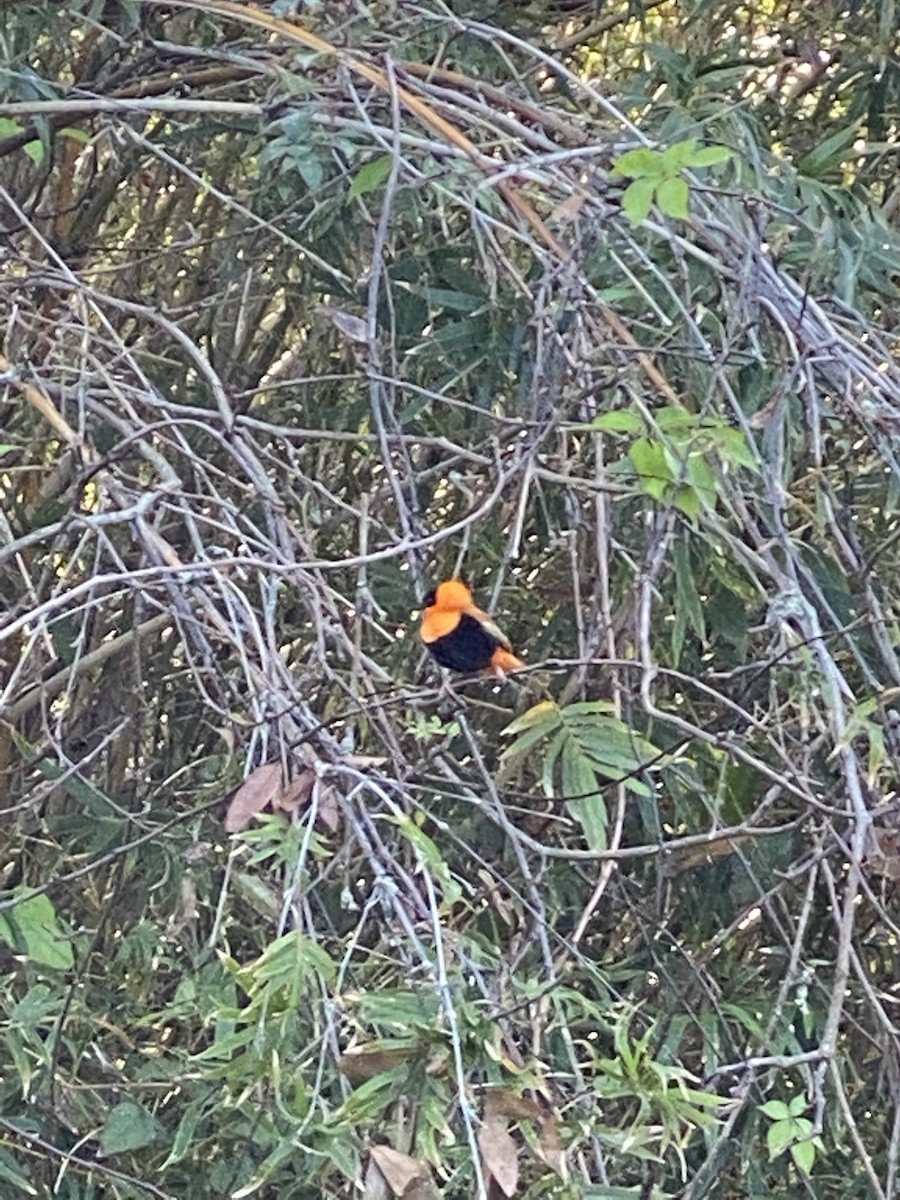 Northern Red Bishop - ML340395181