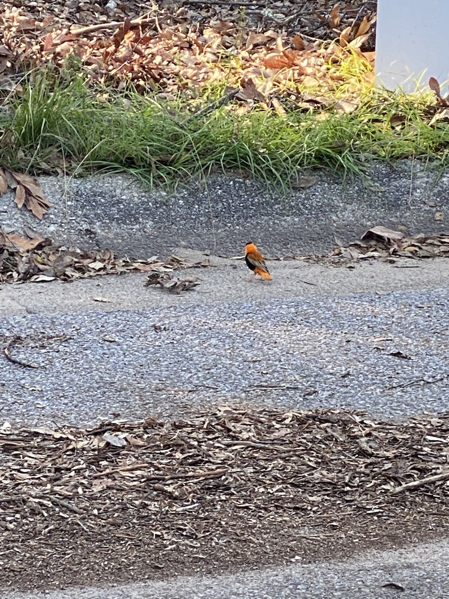 Northern Red Bishop - ML340395251