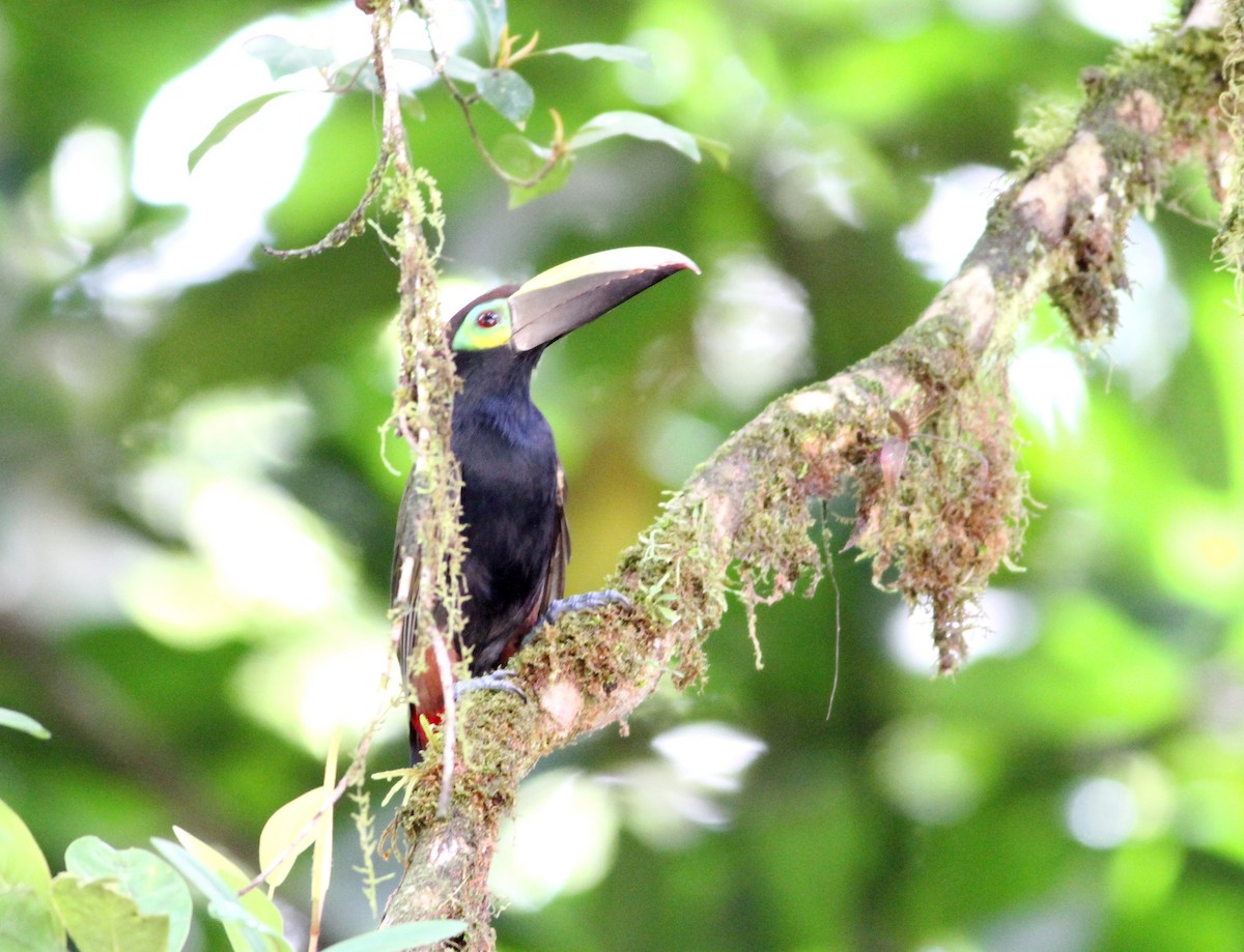 Yellow-eared Toucanet - Georges Duriaux