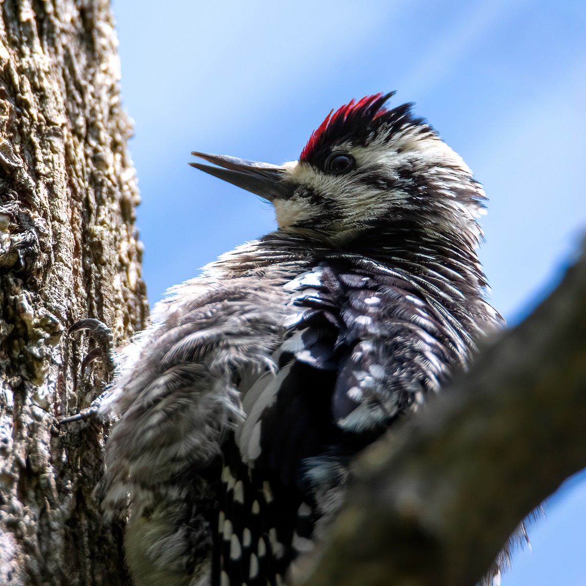 Yellow-bellied Sapsucker - ML340395661