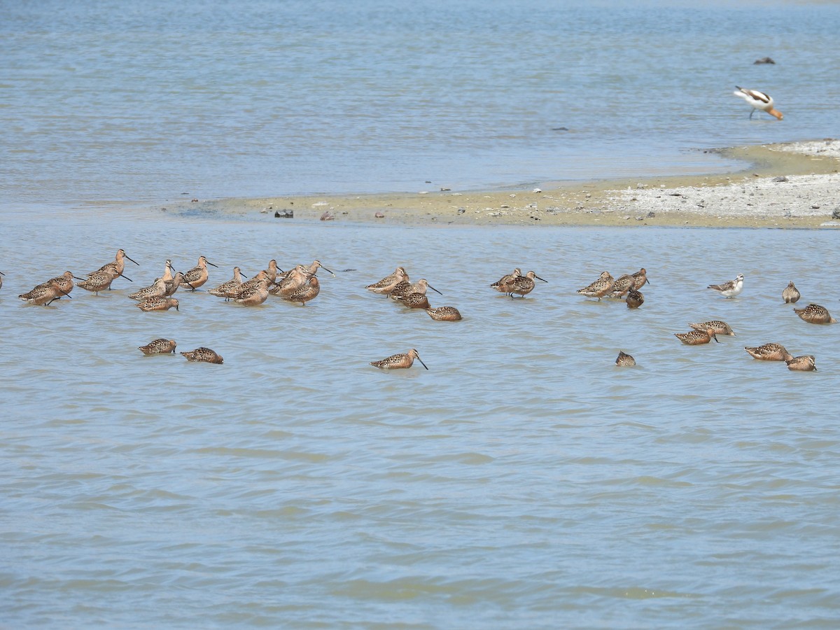 Long-billed Dowitcher - ML340395741