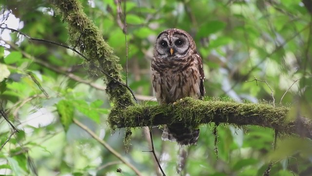 Fulvous Owl - ML340396821