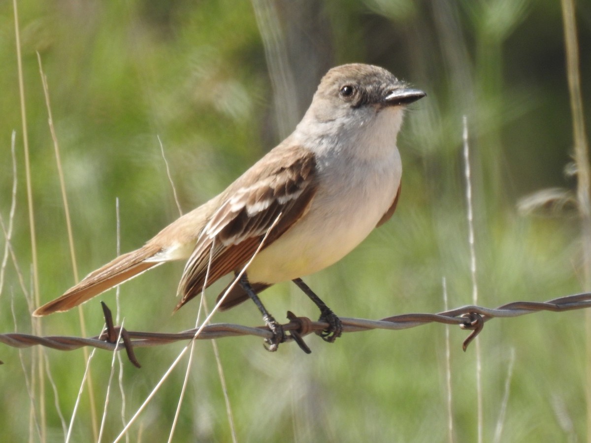 Ash-throated Flycatcher - ML340397061