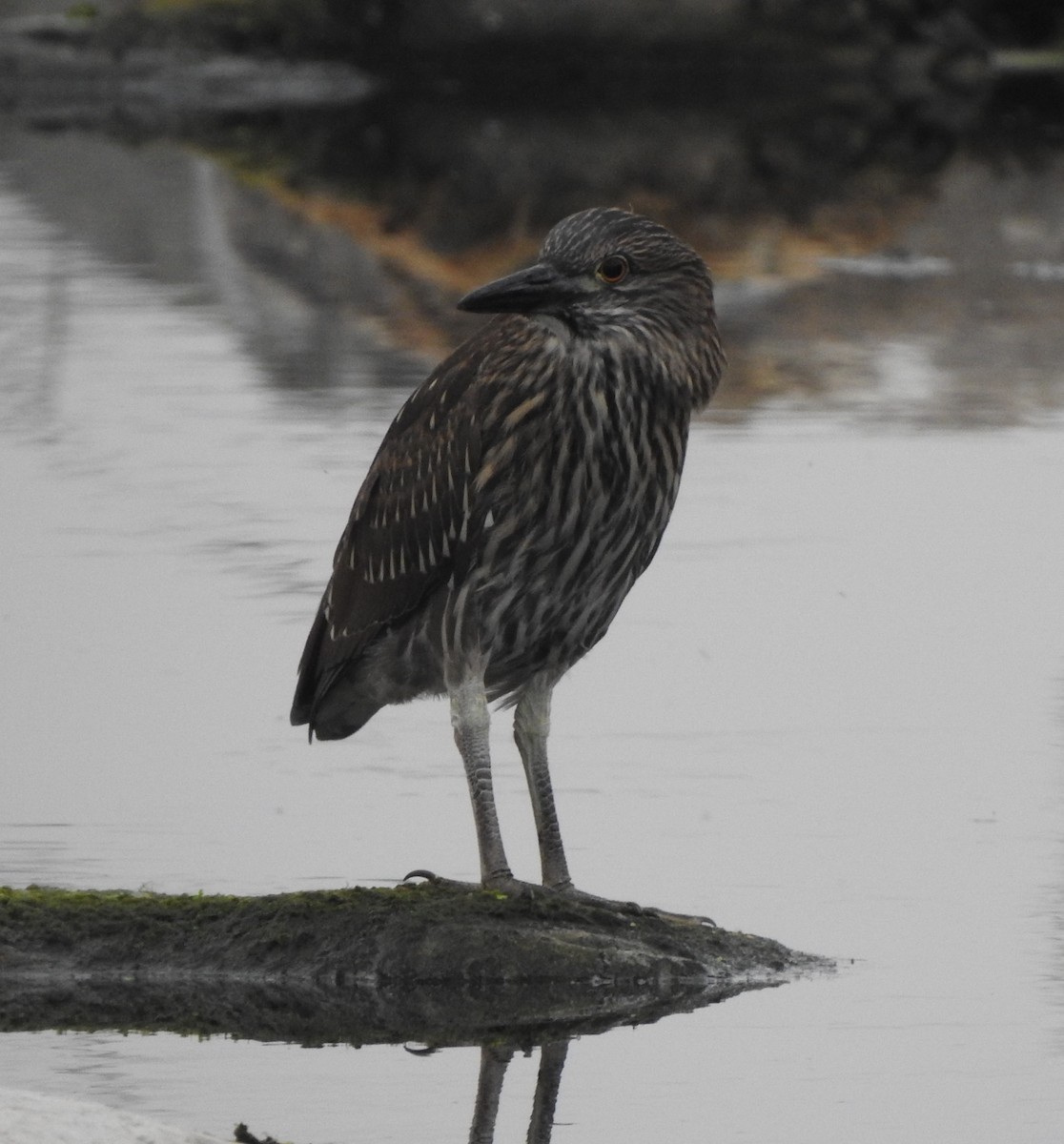 Yellow-crowned x Black-crowned Night Heron (hybrid) - Jon Fisher