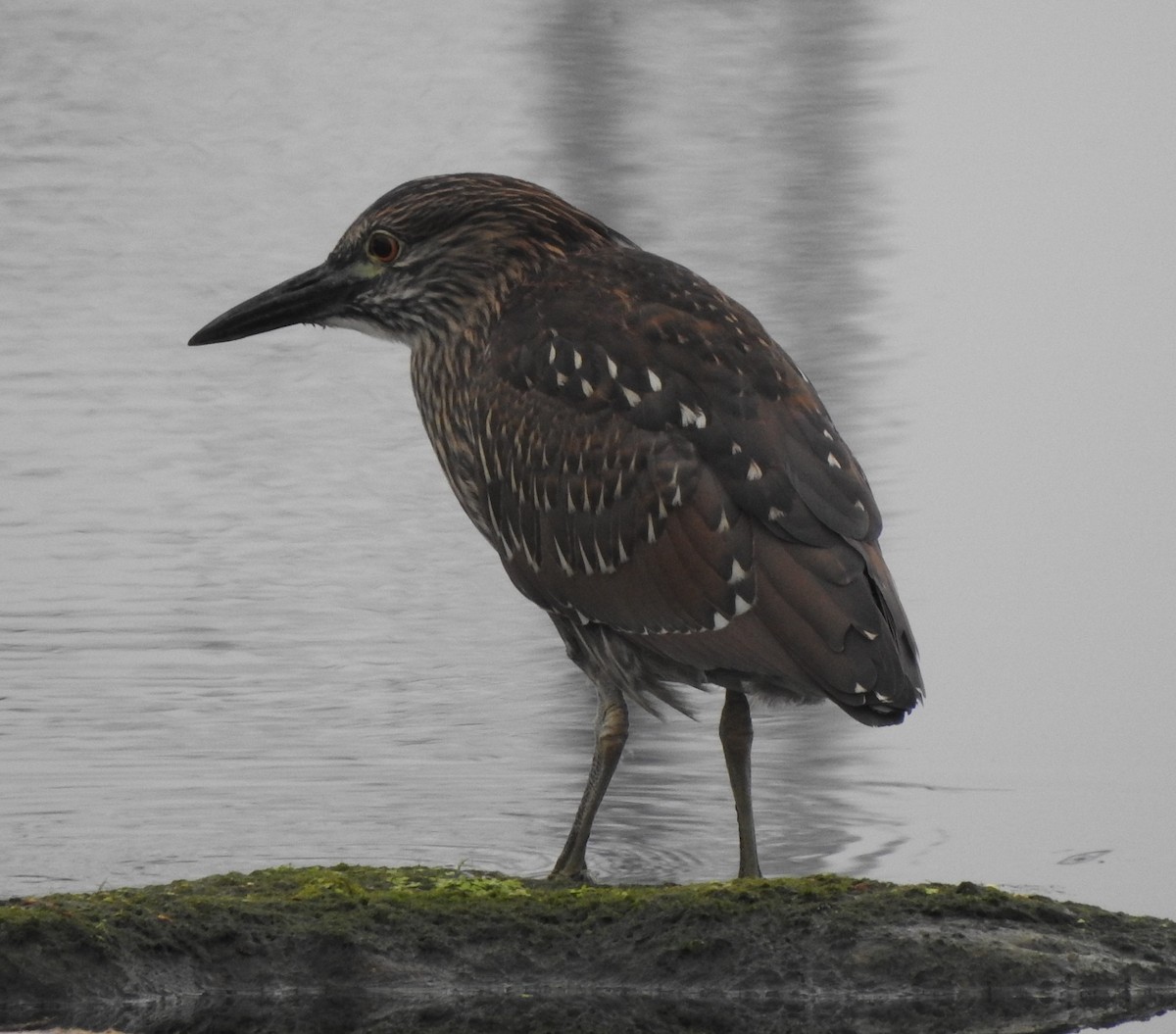 Yellow-crowned x Black-crowned Night Heron (hybrid) - Jon Fisher