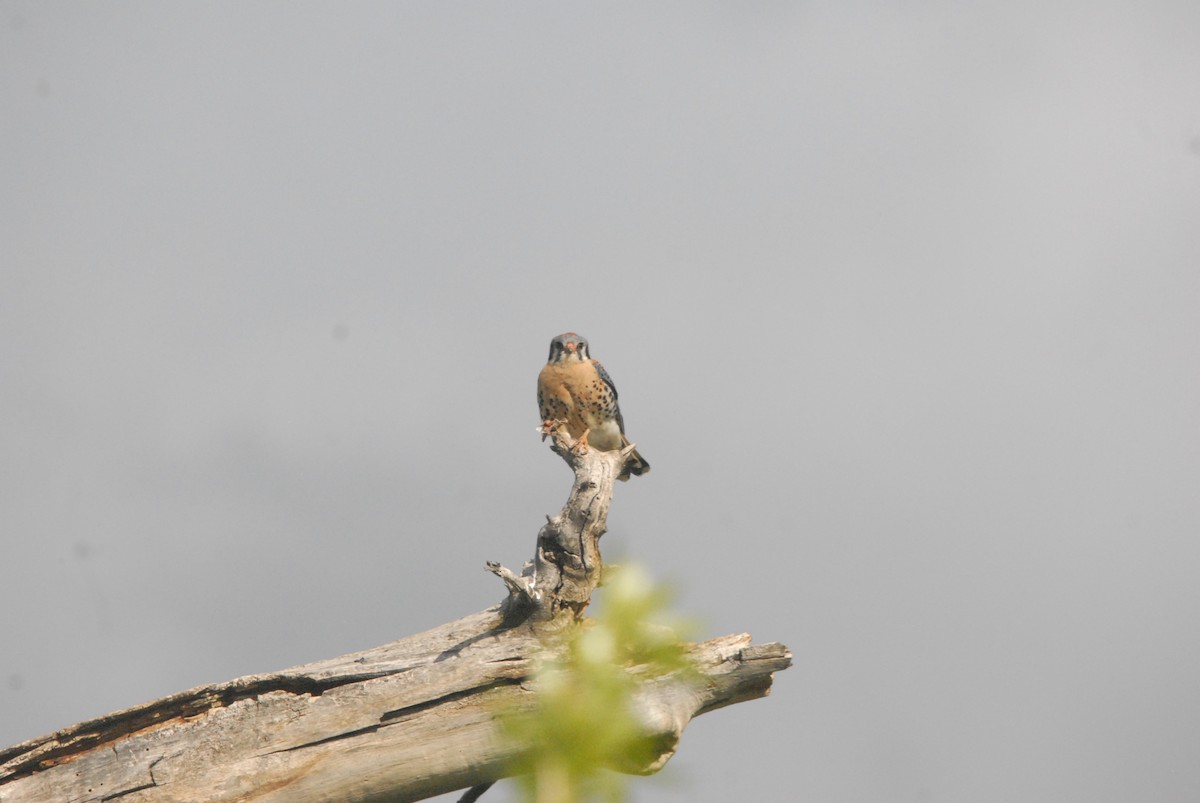 American Kestrel - ML340397711