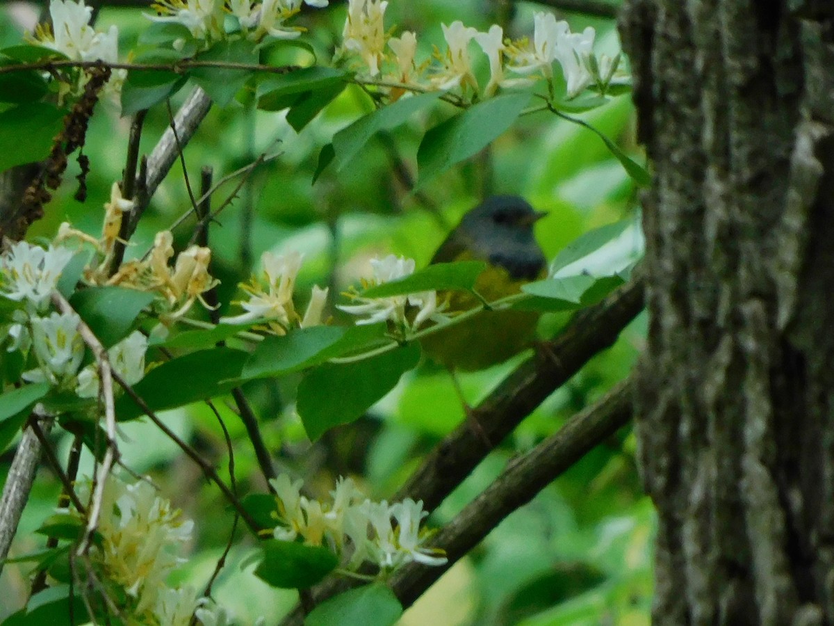 Mourning Warbler - ML340399631