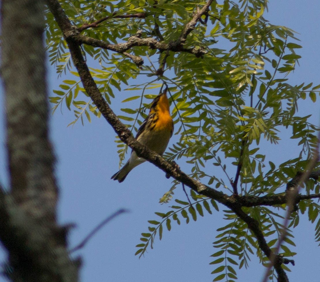 Blackburnian Warbler - Liz Shlapack