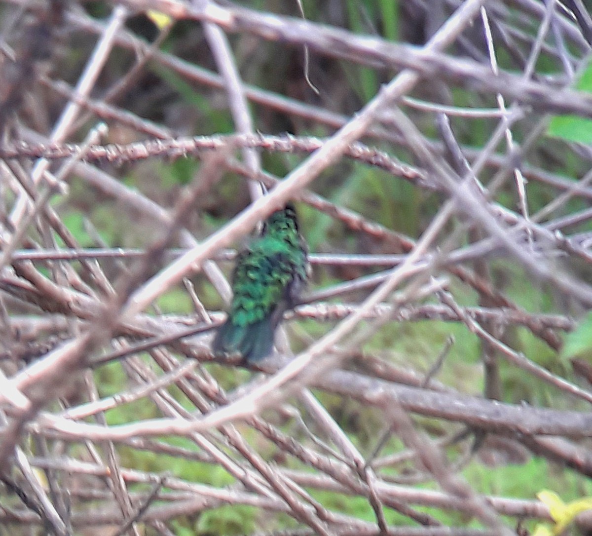 Green-tailed Emerald - Gianco Angelozzi-Blanco