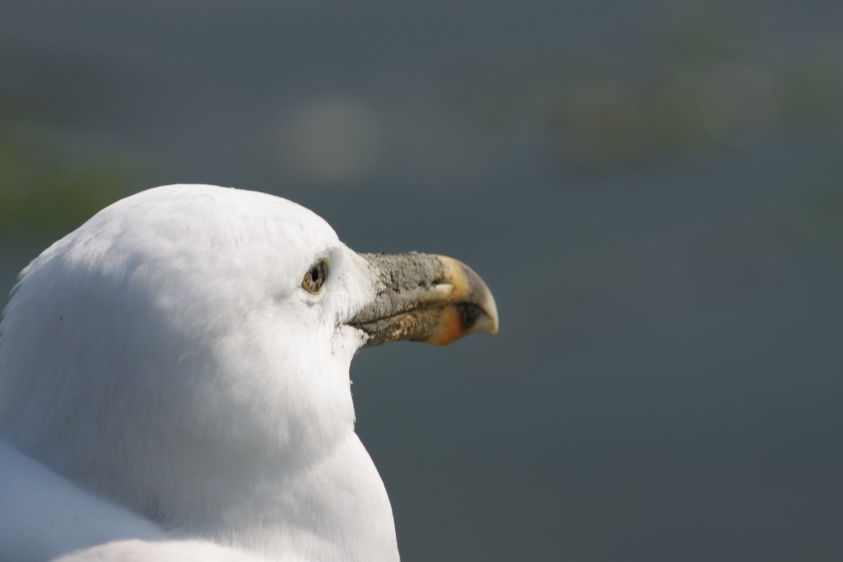 Gaviota Argéntea (americana) - ML340400151