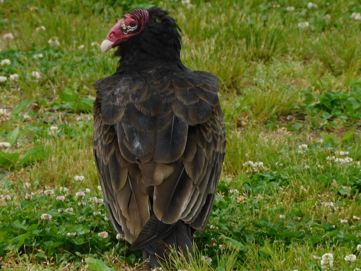 Turkey Vulture - ML340401341