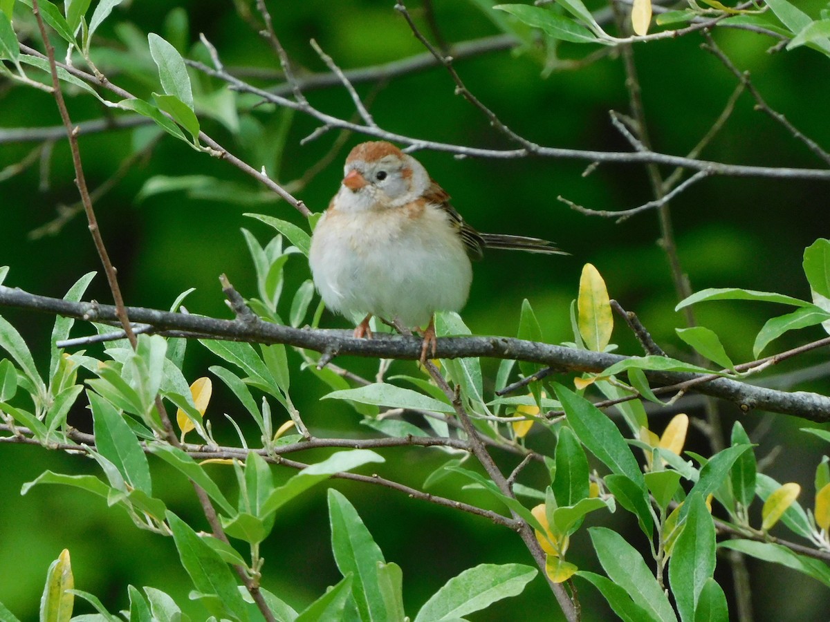 Field Sparrow - ML340402981
