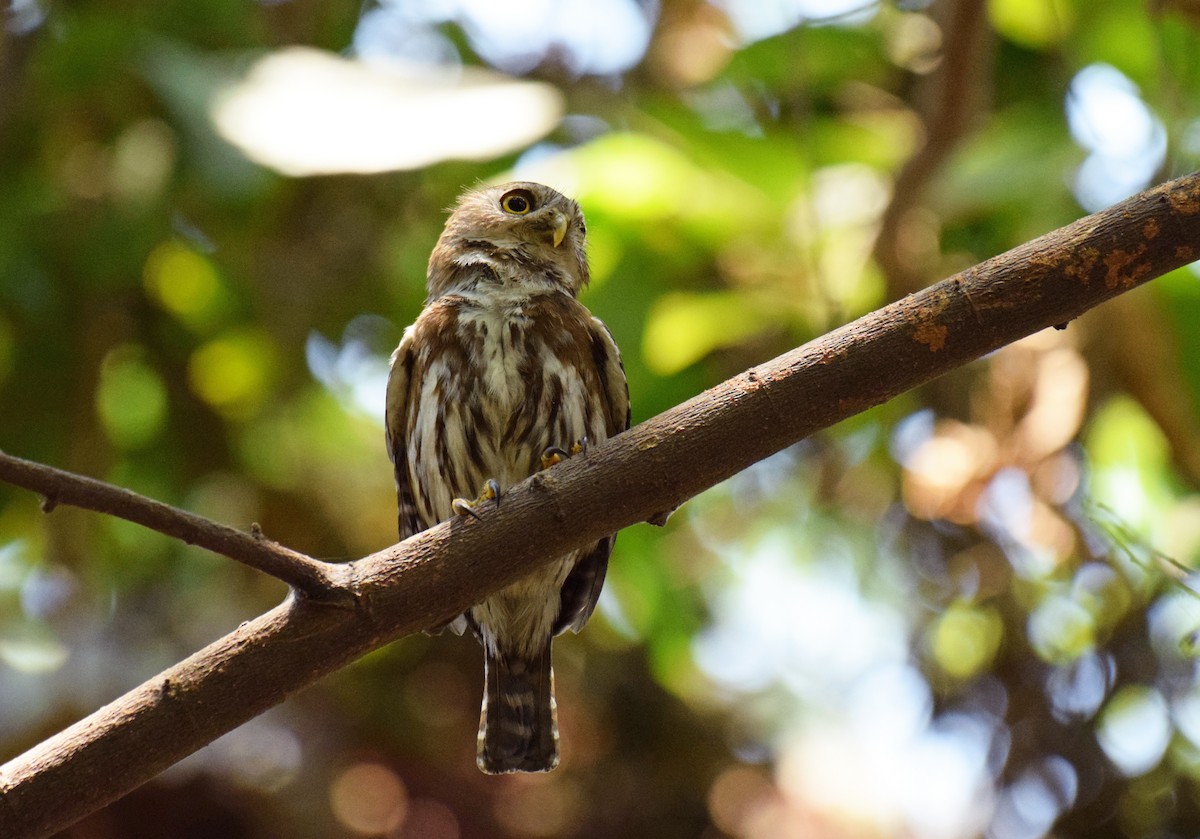 Ferruginous Pygmy-Owl (Ferruginous) - ML340403651
