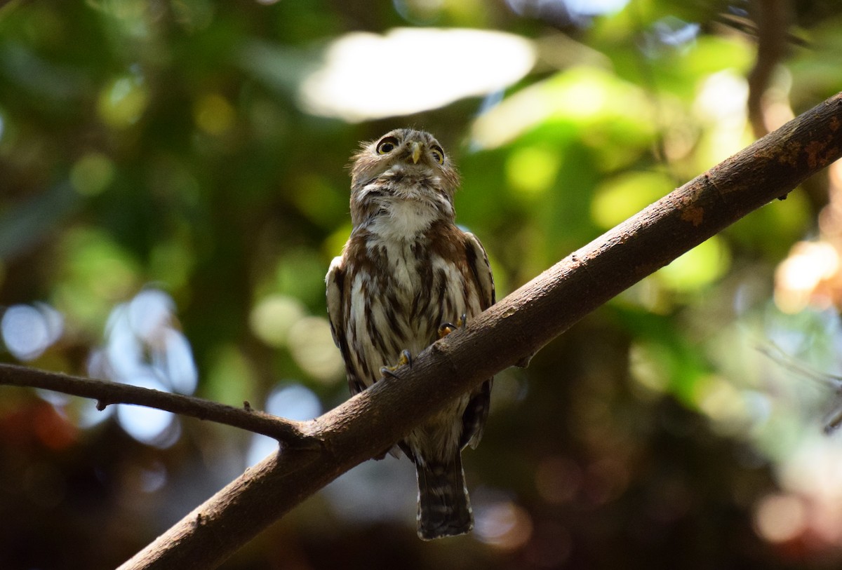 Ferruginous Pygmy-Owl (Ferruginous) - ML340403821