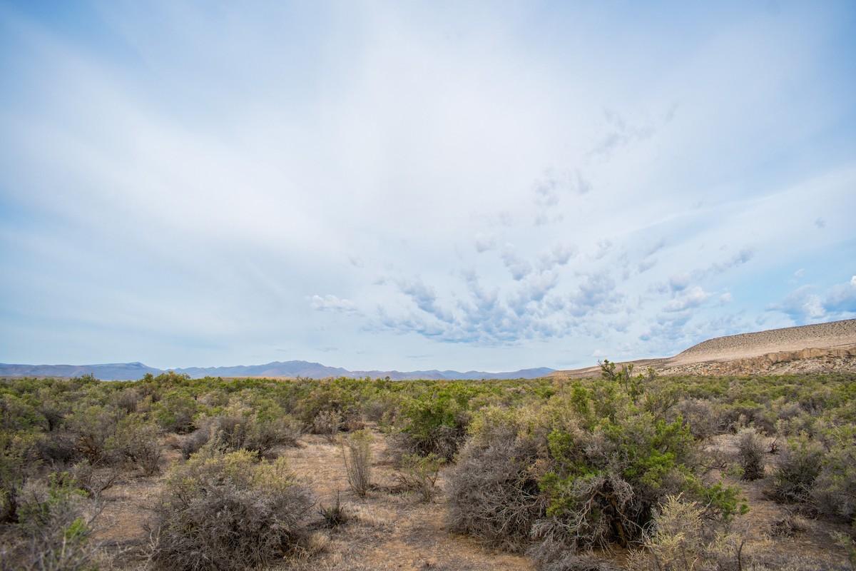 Sagebrush Sparrow - Ian Hearn