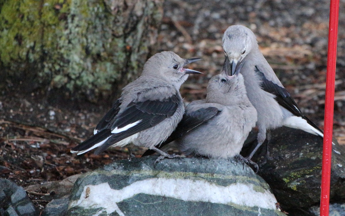 Clark's Nutcracker - ML340404991