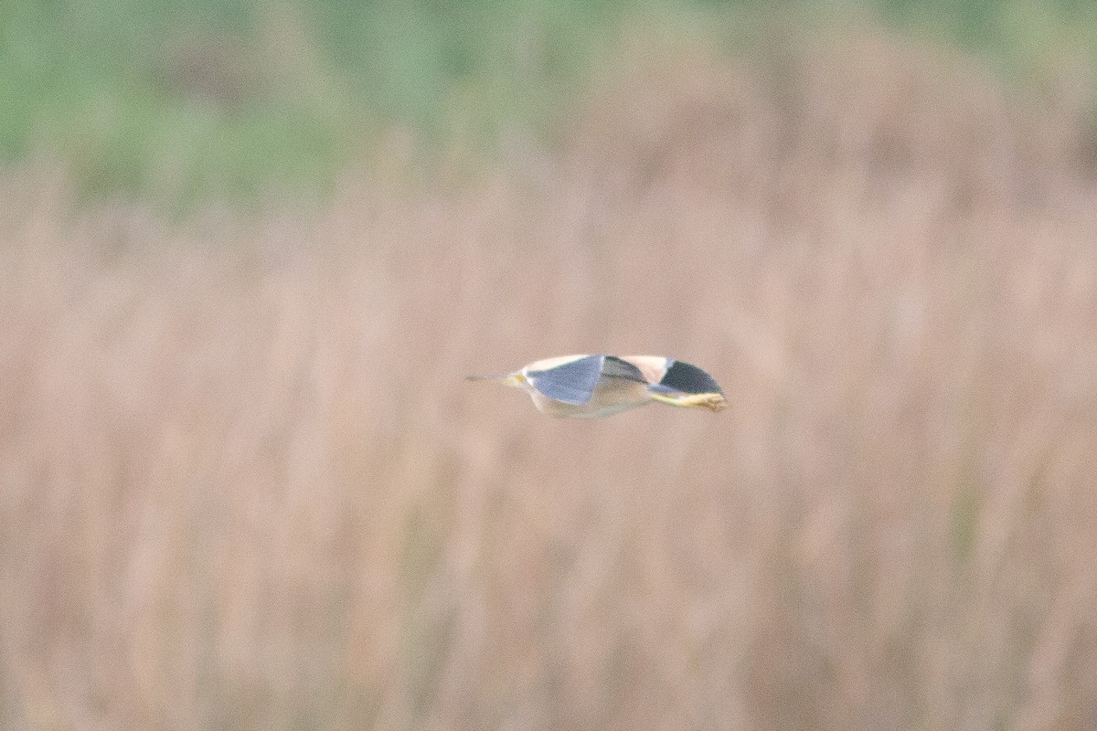 Yellow Bittern - ML340405821