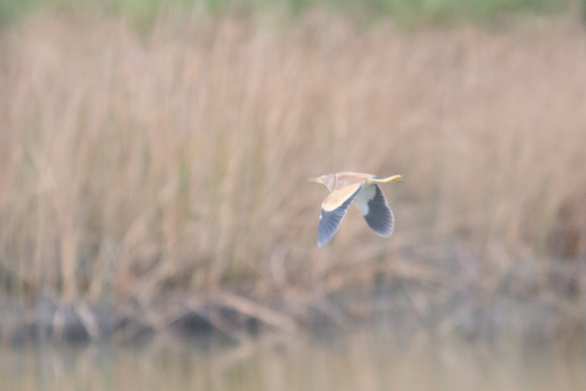 Yellow Bittern - ML340405831