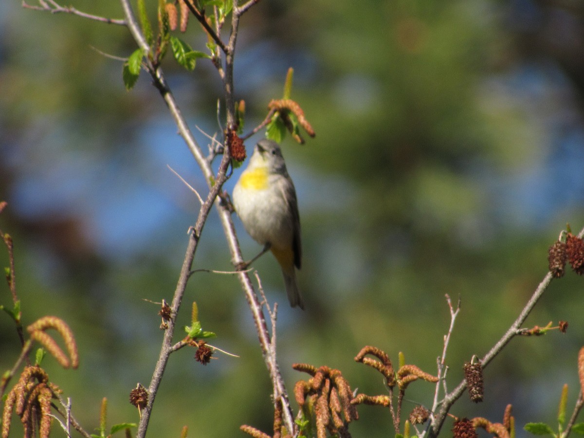 Virginia's Warbler - ML340406861