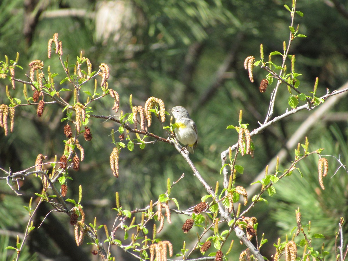 Virginia's Warbler - ML340406891