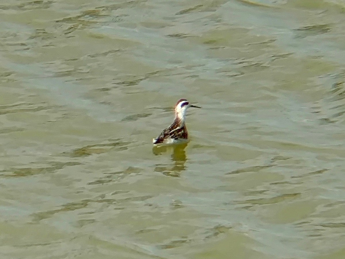 Red-necked Phalarope - Chris Shuck