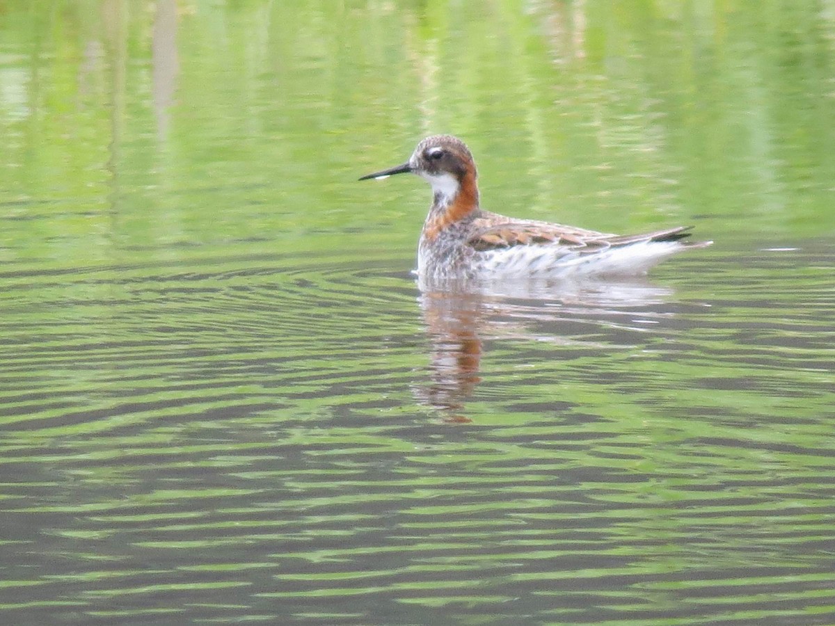 svømmesnipe - ML340407911