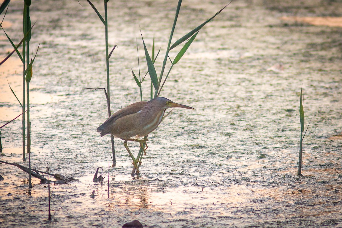 Yellow Bittern - ML340410791