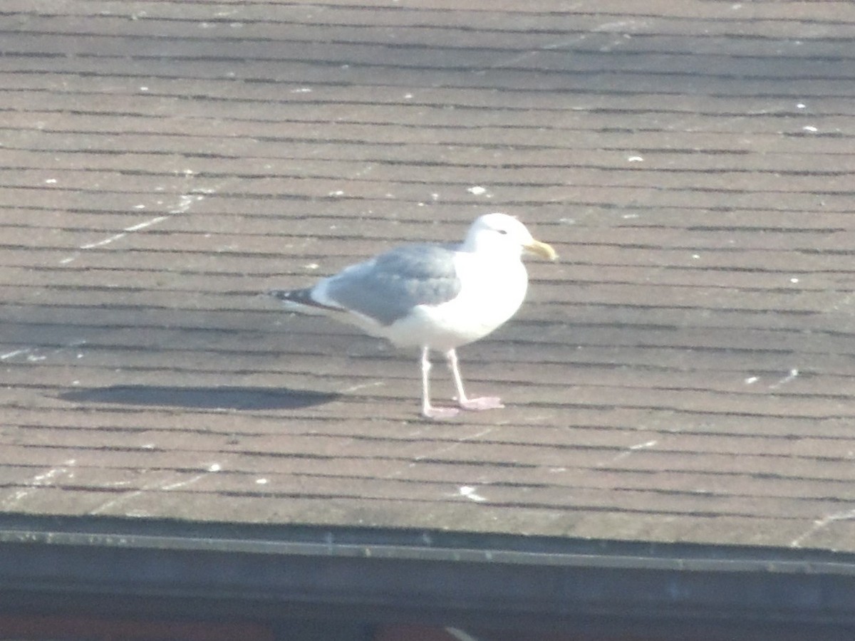 goéland ou mouette sp. - ML340413721