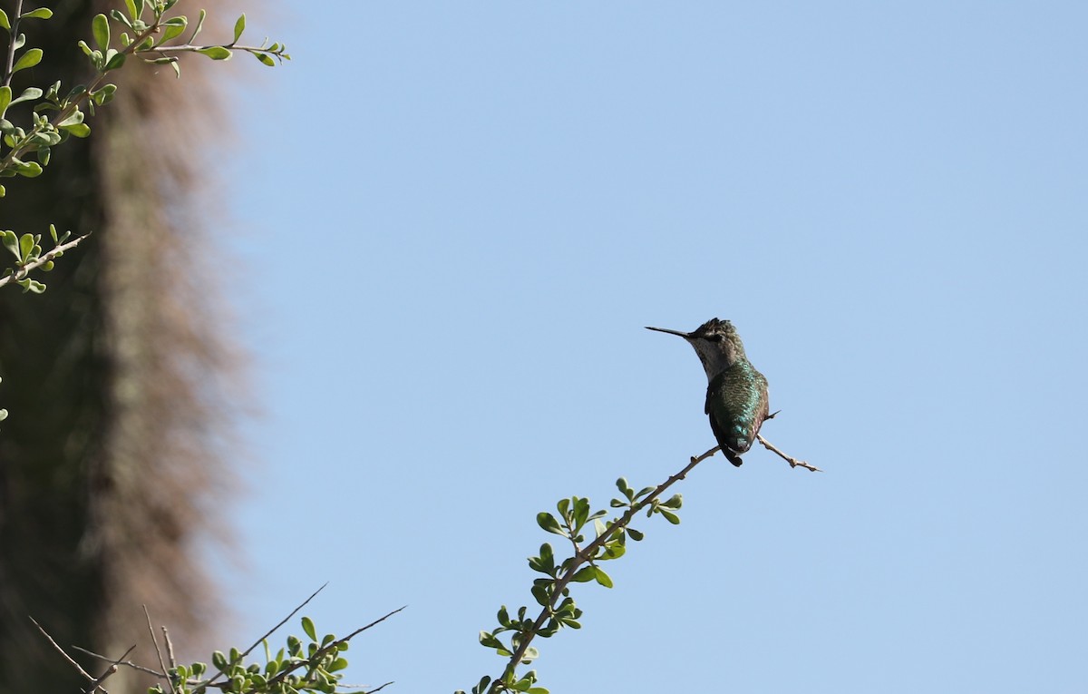 Anna's Hummingbird - ML340415151