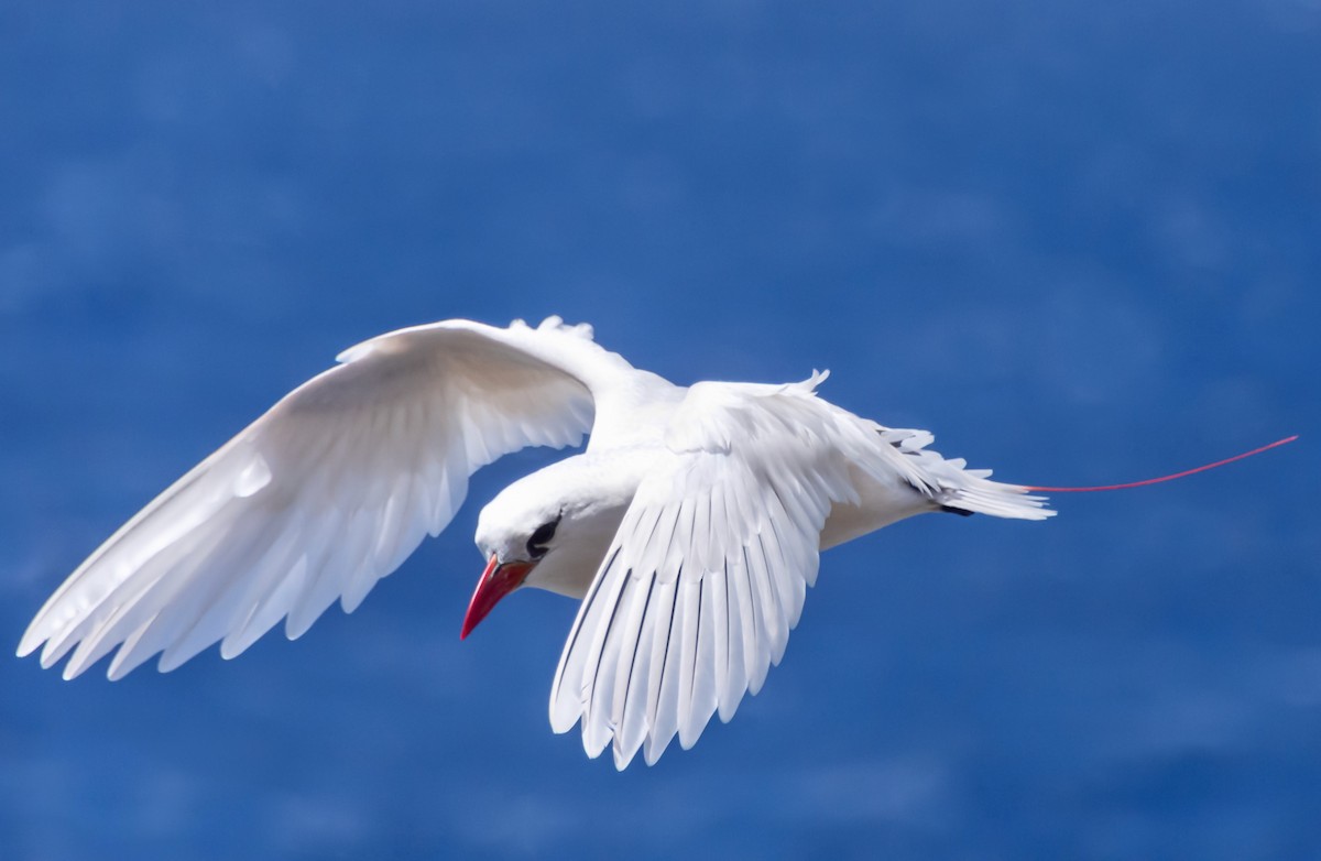 Red-tailed Tropicbird - ML340418371