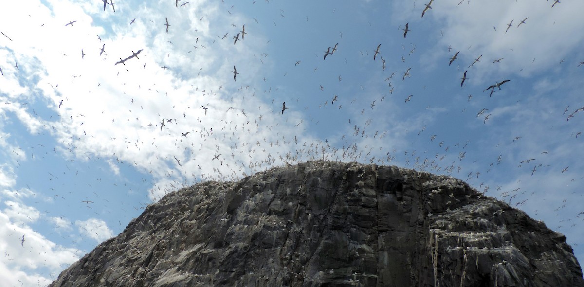 Northern Gannet - Lynden Schofield