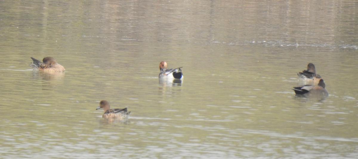 Gadwall - ML340419081