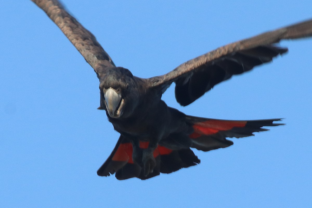 Red-tailed Black-Cockatoo - ML340419441
