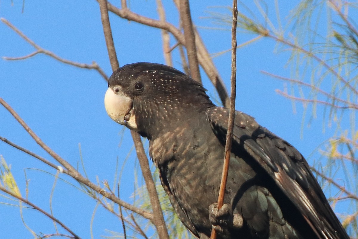 Red-tailed Black-Cockatoo - ML340419451