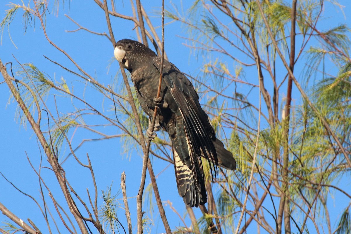 Red-tailed Black-Cockatoo - ML340419471