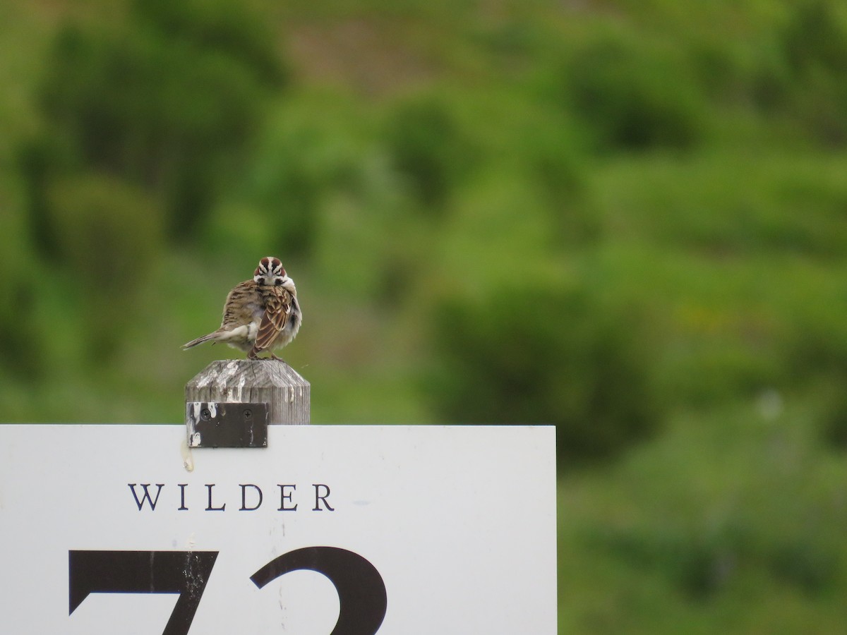 Lark Sparrow - ML340420261