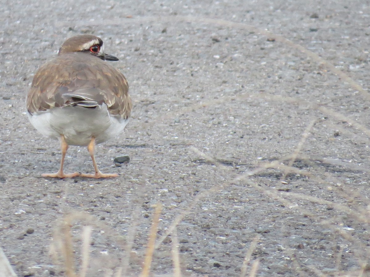 Killdeer - ML340420491