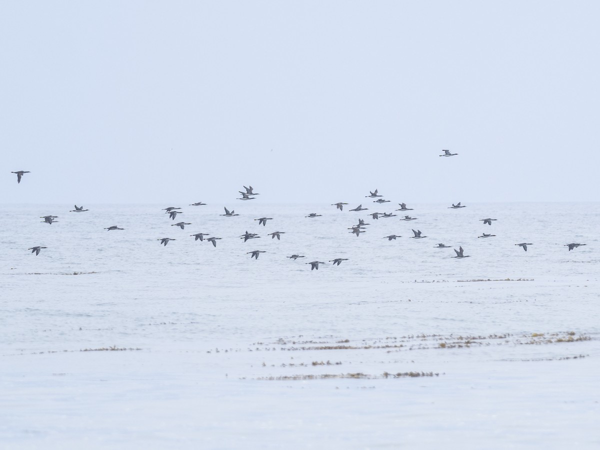 Pacific Loon - ML340420911